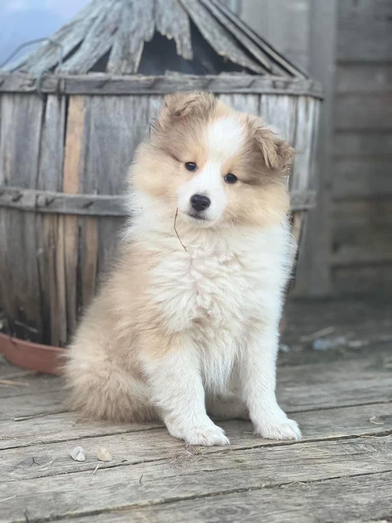 du Lorecé - Chiot disponible  - Shetland Sheepdog