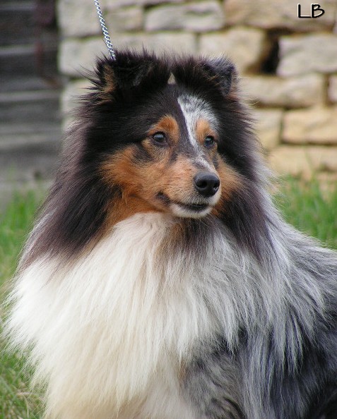 CH. Yacanto blue jacky Of silver shadow