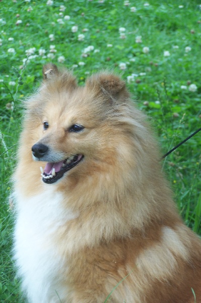 CH. Replay blonde Des candides canailles