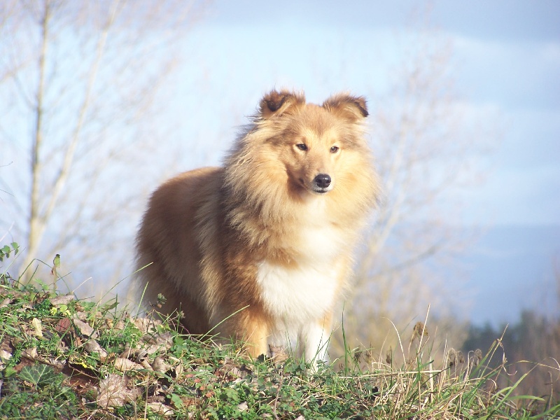 Birmingham birnim Au lorece shetland