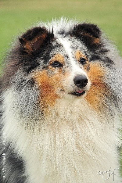 Blue boy basco Au lorece shetland