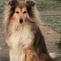 Divine idylle Au lorece shetland