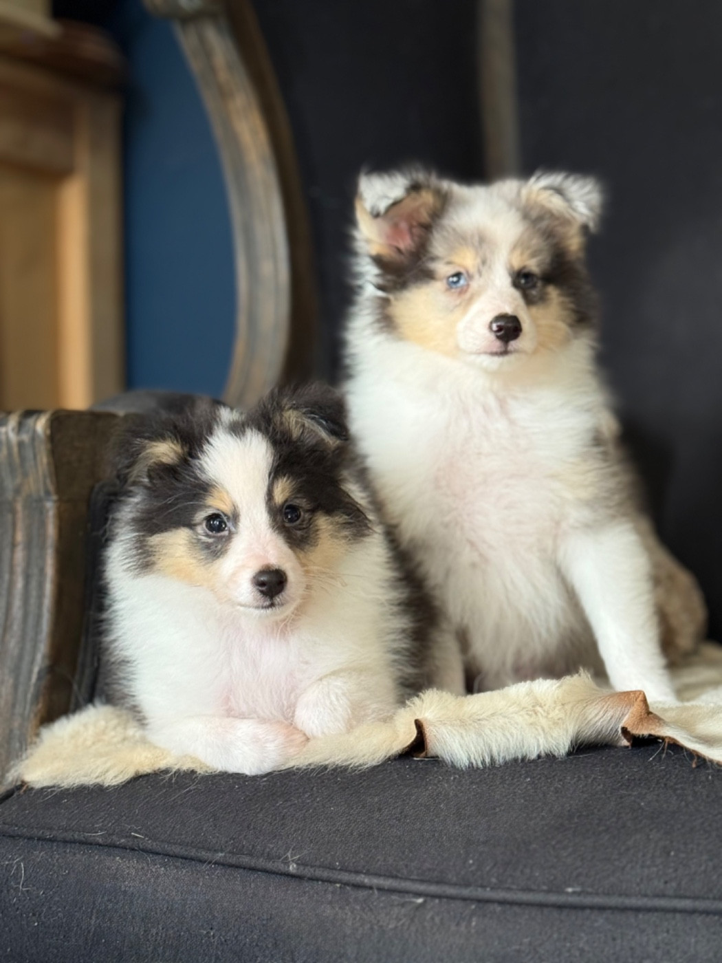 Chiots disponibles pour novembre ...