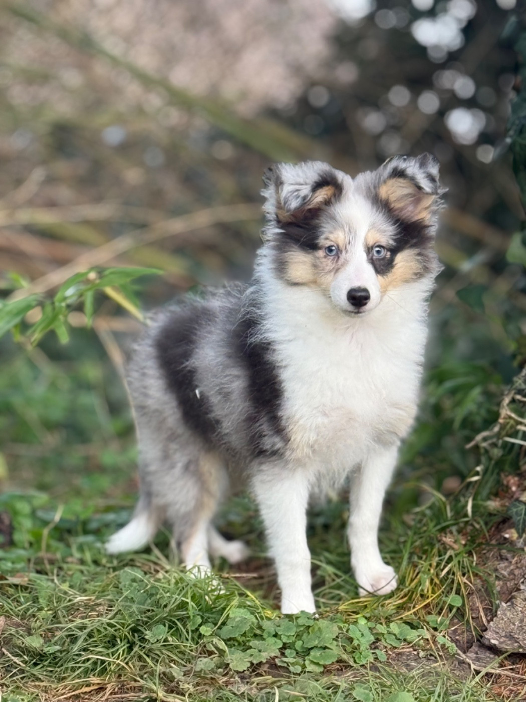 CHIOT BLEU DISPONIBLE ...