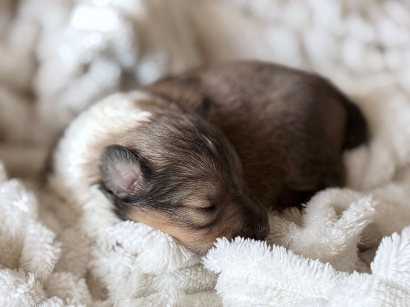 Chiots disponibles ...