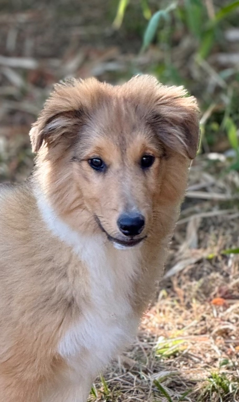 CHIOT MALE SHETLAND DISPONIBLE ...
