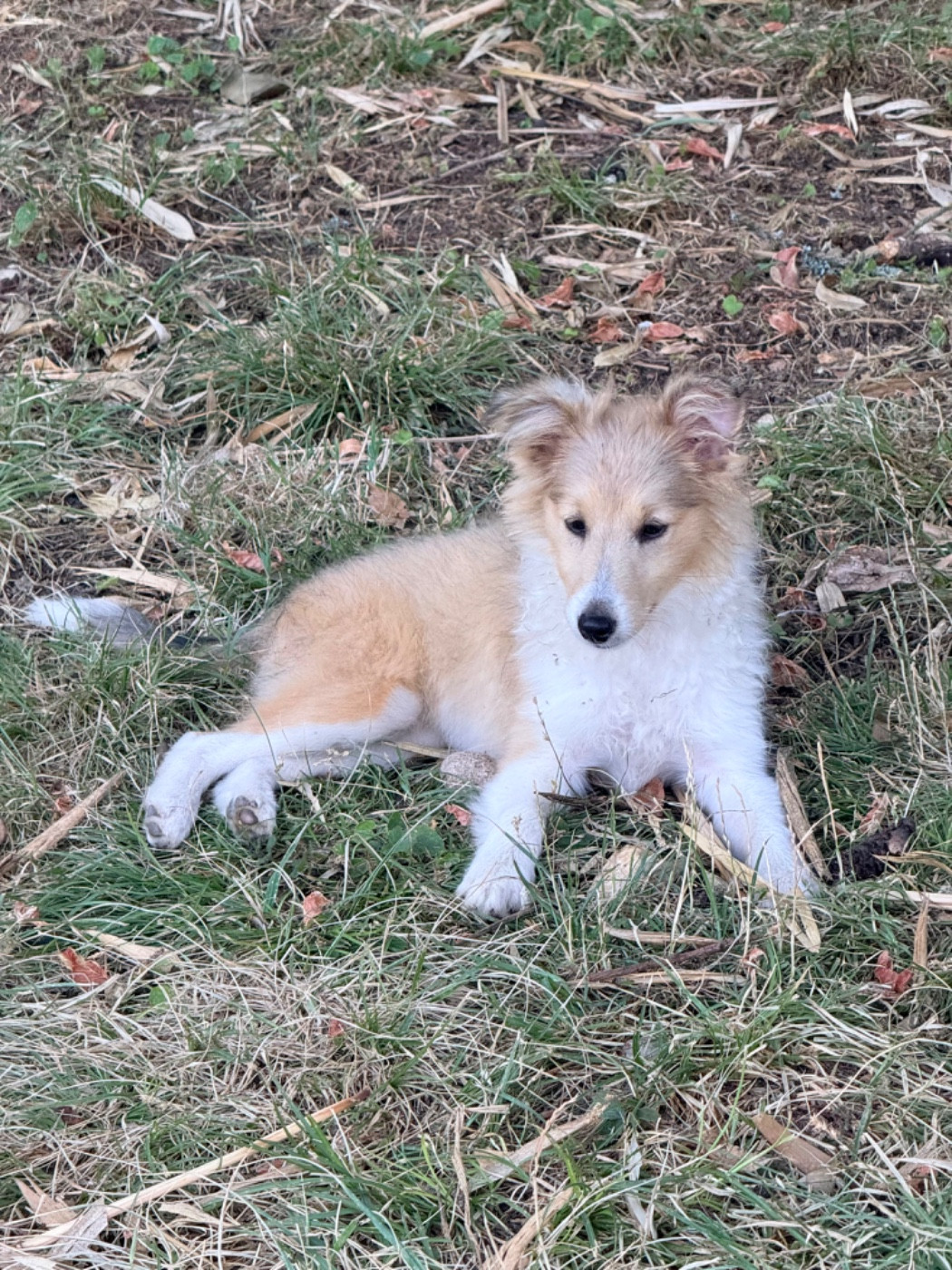 CHIOT FEMELLE SHETLAND DISPONIBLE