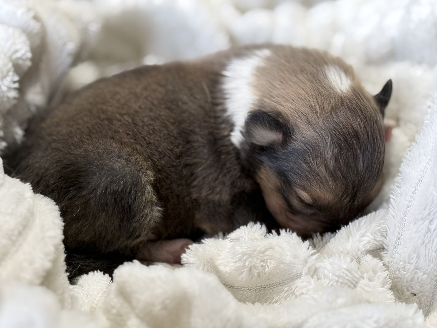 du Lorecé - Chiots disponibles - Shetland Sheepdog