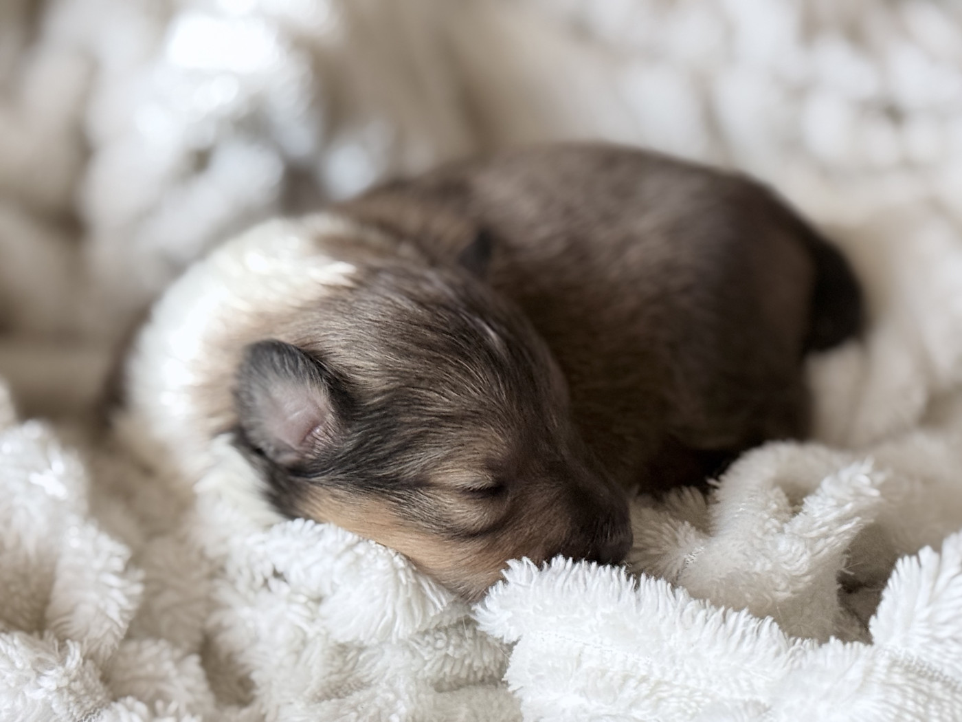 du Lorecé - Chiots disponibles - Shetland Sheepdog