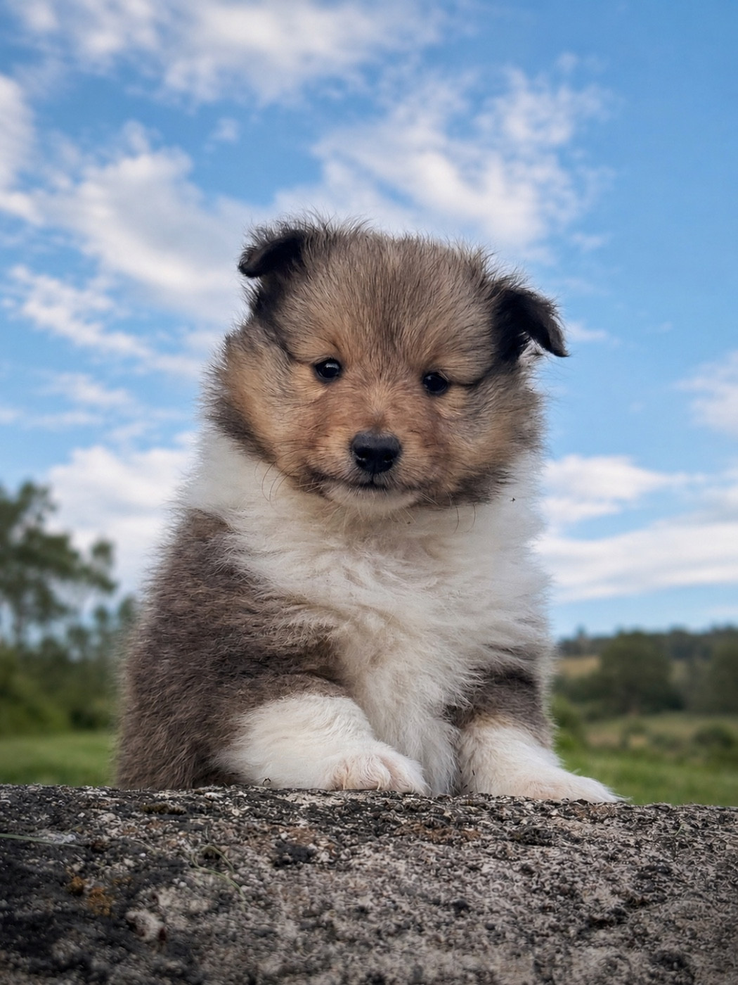 du Lorecé - Chiots disponibles - Shetland Sheepdog