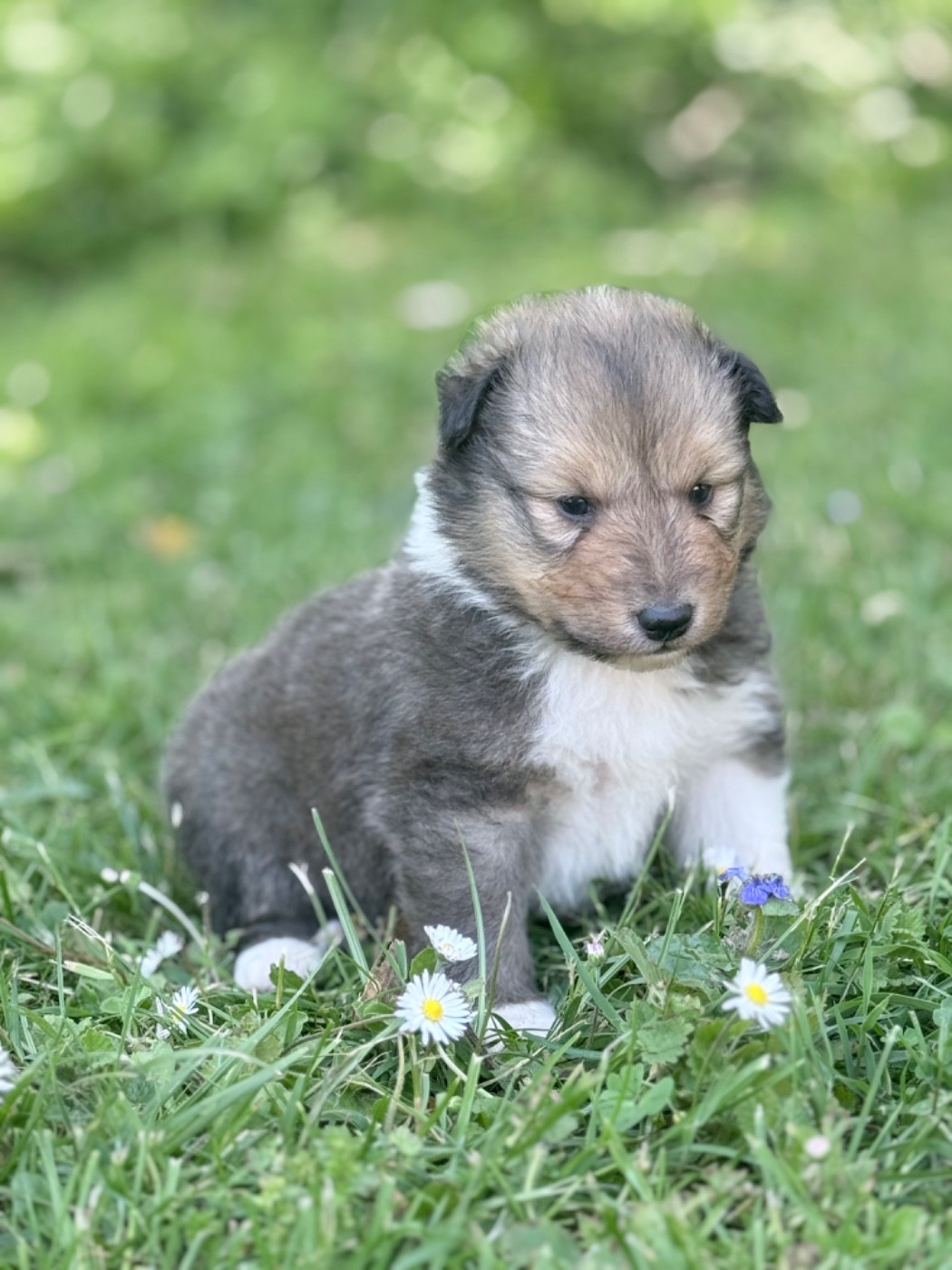 du Lorecé - Chiots disponibles - Shetland Sheepdog