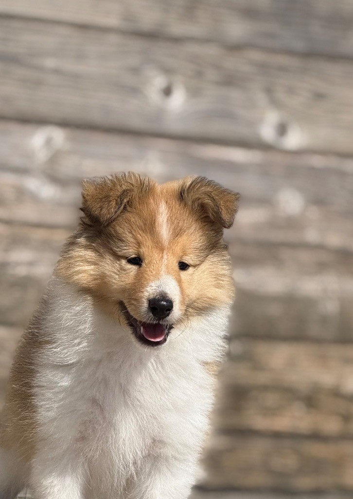 du Lorecé - Chiots disponibles - Shetland Sheepdog